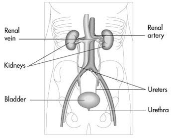 Each kidney is about 4 or 5 inches long, roughly the size of a large fist. Are The Kidneys Located Inside Of The Rib Cage - Kidney Pain - (Location, anatomy), lower back ...