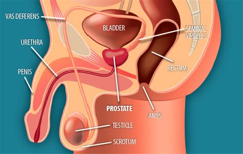 Prostate cancer may cause complications when it spreads locally, or when it spreads to other parts of the body by way of the bloodstream or. Fatty foods fuel prostate cancer | O'Shaughnessy's