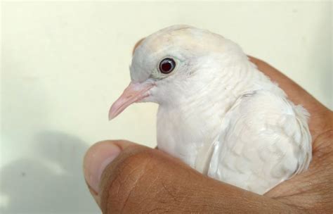 Burung derkuku termasuk dalam famili columbidae (jenis merpatian). Gambar Burung Tekukur Jantan Dan Betina - Gambar Burung