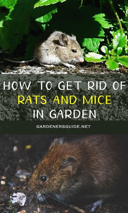 We did not find results for: How To Get Rid Of Rats And Mice In Garden in 2020 ...