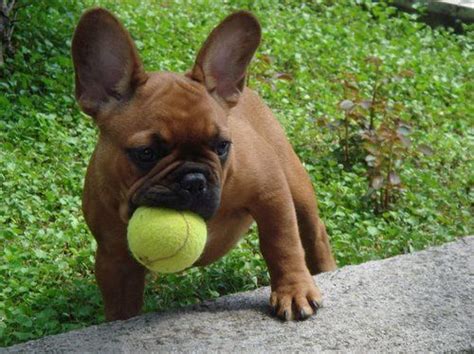 Today the french bulldog is the 4th most popular dog breed in the united states, surpassing beloved breeds like the beagle, poodle and yorkie in recent the french bulldog price increases even more for dogs with an exceptional breeding history. French Bulldog Pet Insurance | Compare Plans & Prices