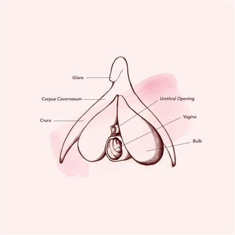 Rfsu • a guide to clitoral sex. Dear Sexpert: "I can orgasm via clitoral stimulation ...