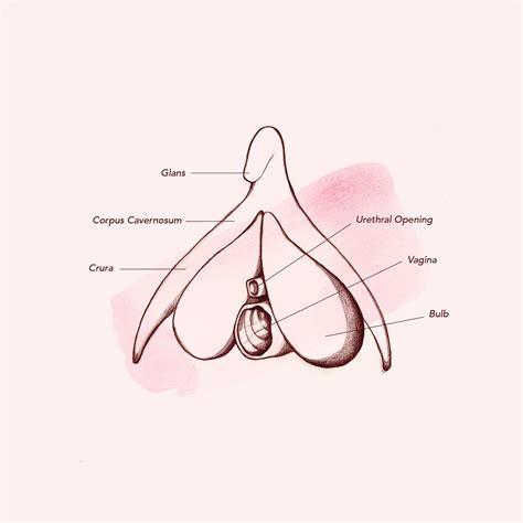 — brian s., 27, richmond, virginia. Clitoral Stimulation Is Important, New Research Shows ...