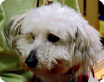 It took a providential fish to lift a pyramid's curse. Memphis, TN - Bichon Frise/Maltese Mix. Meet Pierre, a dog for adoption. http://www.adoptapet ...