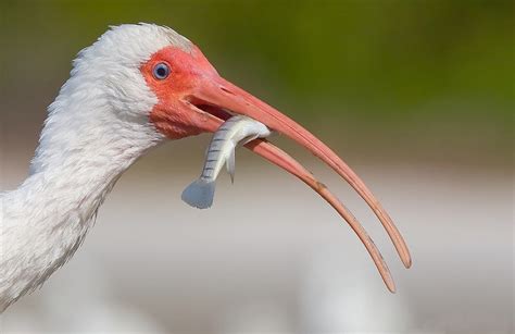 Don't say i'll start tomorrow. Fascinating Flamingo Facts | Savvy Leo