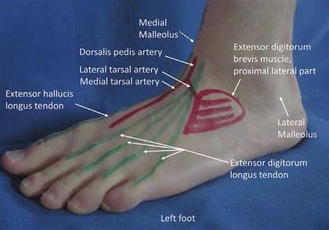 Tutorials and quizzes on muscles that act on the leg/ leg muscles (tibia & fibula), using interactive animations and labeled diagrams. anatomical landmarks on the dorsum of the left foot ...