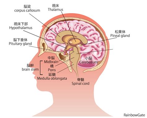 Перевод контекст なければいけない c японский на русский от reverso context: 海馬回 (かいばかい) - Japanese-English Dictionary - JapaneseClass.jp