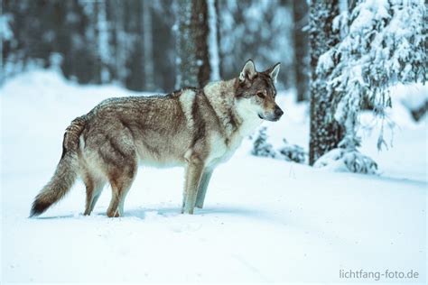 See tweets about #wolfshund on twitter. Domini und der Wolfshund - Lichtfang Fotografie ...