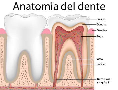 I marshmallow, tra gli anni sessanta e settanta, sono addirittura stati oggetto di un test psicologico sui bambini che. I denti: curiosità, quanti sono e come sono fatti. - My ...
