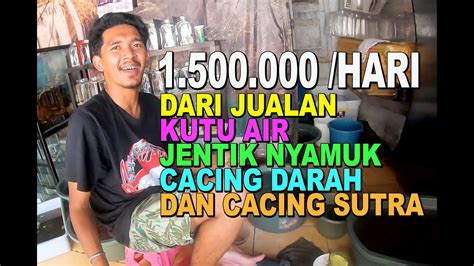 Alhasil memaksa kamu untuk mendorongnya. 1.5 JUTA PER HARI DARI JUALAN KUTU AIR - YouTube