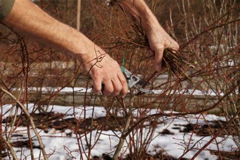 Der anbau ist nicht ganz einfach, aber auch nicht sonderlich kompliziert. Heidelbeeren schneiden » Anleitungen mit Illustrationen