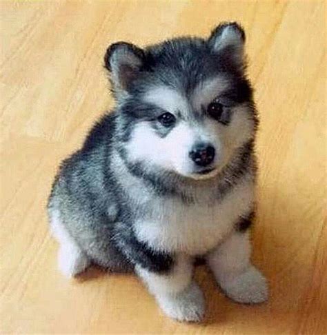 Use the search tool below and browse adoptable alaskan. Male Alaskan Malamute Puppy Wanted | Birmingham, West ...