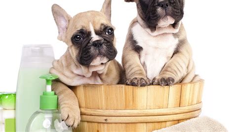 Yes you can potty train a guinea pig and it is so easy to train them but you have to be patient. French Bulldog grooming demands - French Bulldog Breed