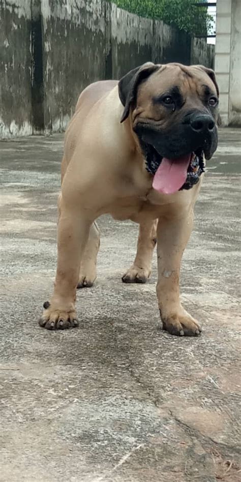 Recently there were a few people that did their. Quality Boerboel, Rottweiler And Cane Corso For Stud ...