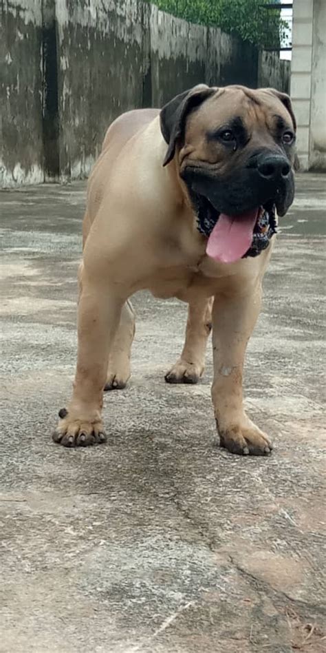 Check spelling or type a new query. Quality Boerboel, Rottweiler And Cane Corso For Stud ...