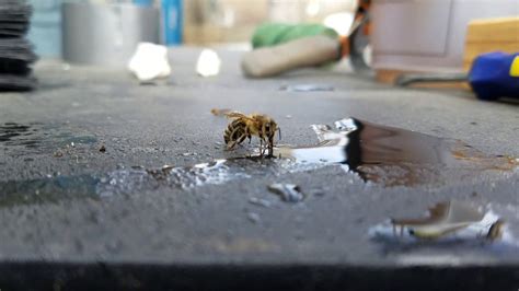 Fresh grass,fresh flowers… keep nesting material fresh. Bee drinking sugar water - Buzz Buzz! - YouTube