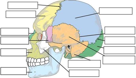 Select different colors for the bones listed below and color the coding circles and corresponding bones in the figure. Label Skull Anatomy Worksheet | Skull anatomy, Anatomy ...