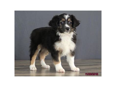Our focus is on producing welcome to sunnyrain we have been dedicated to preserving the beauty, brains, and integrity of the purebred australian shepherds since 1994. Miniature Australian Shepherd-DOG-Female-Black-2537826 ...