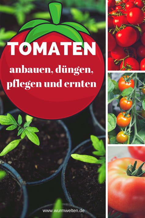 Der anbau ist gar nicht so schwer. Tomaten aus dem heimischen Garten schmecken | Wurmwelten ...