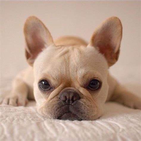 Keep reading to find over 100 french bulldog names, ranging from cute to funny to famous. 124 Female Dog Names from Movies - The Paws