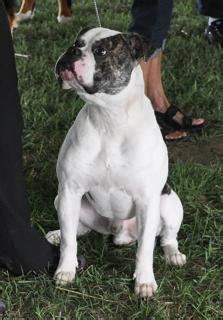 Check out the size, lifespan, price, temperament , and more of the american bully. American Bulldogs - Jemm's Kennel - American Bulldog ...