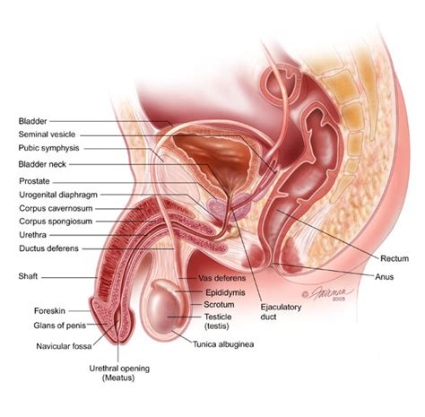 Blood vessels of pelvis and lower limb. Pelvic floor muscles - Pelvic Health Melbourne