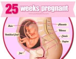 Beranda » hamil » ciri ciri hamil 1 minggu. Hamil 25 Minggu dan 12 Kendala yang Sering Dirasakan oleh ...