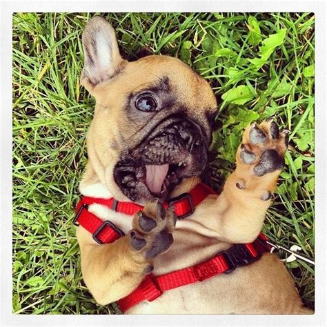 French bulldogs will bark to announce visitors, but are otherwise quiet dogs. Pin on French Bulldogs