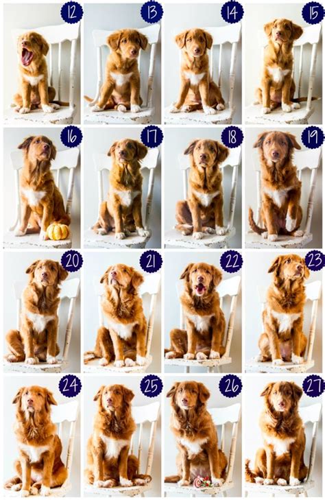 Let's have a closer look at those puppy milestones now, on a week by week basis. I wanted to document how our puppy grew so I took a photo ...