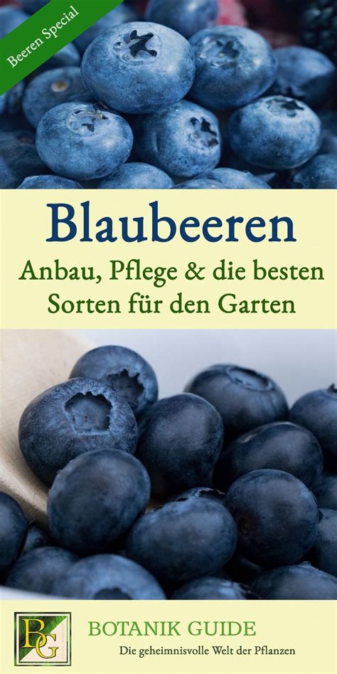 Wilde heidelbeeren haben spezielle bedürfnisse im garten. Heidelbeeren im Garten: Anbau, Pflege und die besten ...