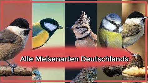 Alle Meisenarten Deutschlands [Aussehen, Gesang, Lebensweise ...