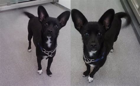 As we continue to grow, we will. 5 month old Ebony is a Basenji Mix who we thought was a ...