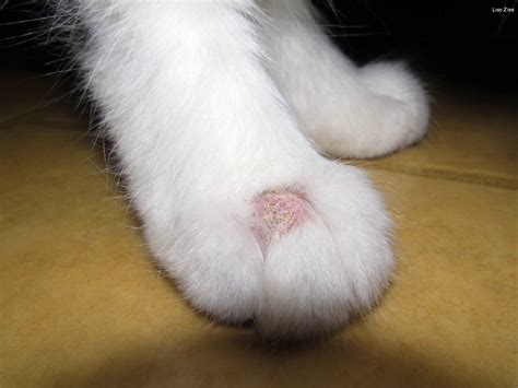 Did you know that ringworm isn't actually a worm? How to Treat Ringworm in Cats