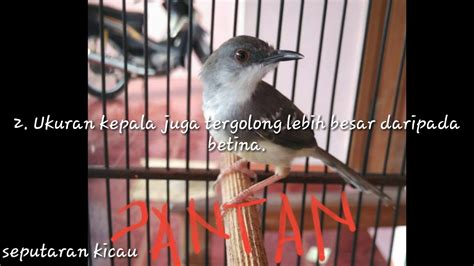 Burung ciblek betina untuk pancingan. Cara Membedakan Ciblek Kristal Jantan Dan Betina - Terkait ...