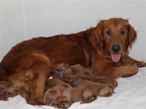 We have been raising golden retriever irish setter hybrids for more than 15 years. Dark Red Golden Retriever For Sale | PETSIDI