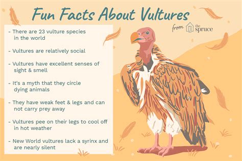 20-fun-facts-about-vultures
