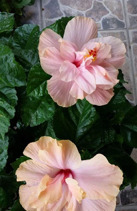 what-variety-of-hibiscus-is-this-beaut-whatsthisplant