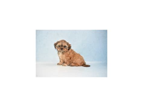 Find 30 listings related to shih tzu breeders in jacksonville on yp.com. Shih Tzu-DOG-Female-Gold-2655550-Petland Jacksonville Florida