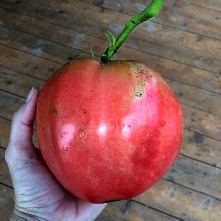 Hungarian heart tomato seeds ( lycopersicon lycopersicum) open pollinated ,heirloom, organic ! Pomodoro Cuore Ungherese / Hungarian Heart semi - 2.50EUR ...