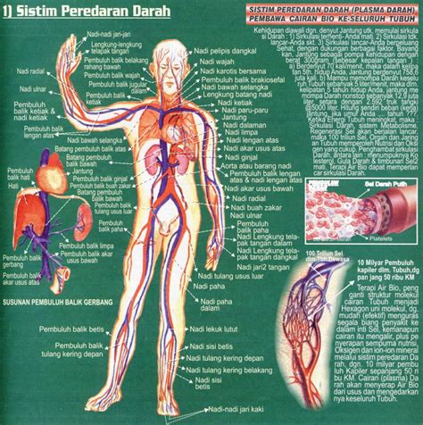 Sebenarnya, apa itu sjsn dan apa manfaatnya? ILMU 212: Organ dan Sistem Organ