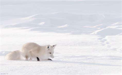 Anime white wolf gifs | tenor. 북극여우를 따라하는 북극곰 : 네모판