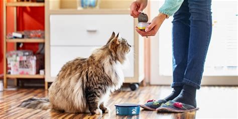 Scopri le offerte a prezzi imperdibili, acquista online! I 10 migliori alimenti naturali per la salute del gatto ...