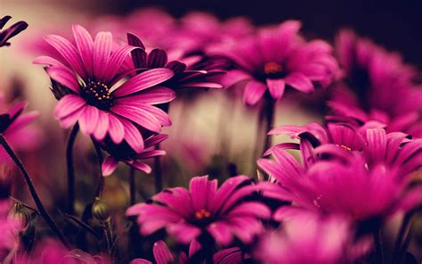 Just look at this great gift of the mother earth and be in a cheerful mood for the whole year. Pink Flowers Wallpapers:wallpapers screensavers