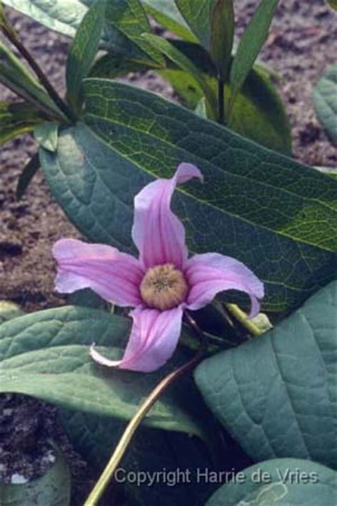 We did not find results for: CLEMATIS integrifolia 'Floris V' - Kwekerij De Hessenhof
