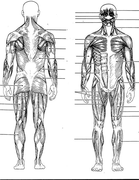 Muscles found in the deep group include the spinotransversales, erector spinae (composed of the iliocostalis, longissimus, and spinalis). Back Muscle Diagrams