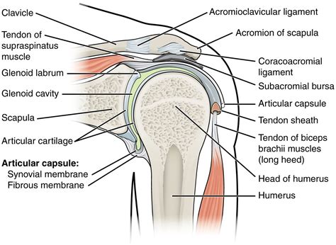 The shoulder joint by quan fu gan 65585 views. Diagram Of The Shoulder . Diagram Of The Shoulder Shoulder Joint And Subacromial Joint Space ...