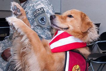 Service dog registration frequently asked questions | usa service dogs. 26 Reasons Therapy Dogs Are The Best | Therapy dogs ...