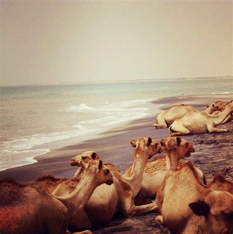 The foremost investments, though, will have to be in livestock. Beach Somalia Camels | Africa travel, Africa, East africa