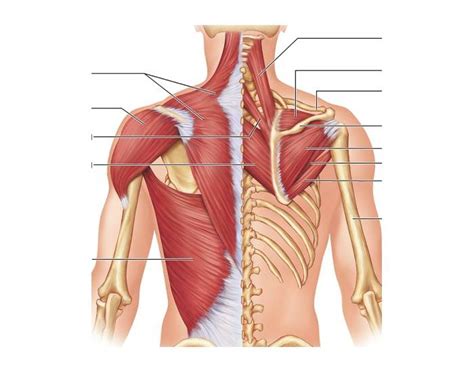 There are over 630 muscles in the human body; Back muscles