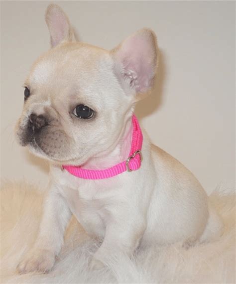 Raised in our home, these exceptional pups are happy, healthy and ready to warm your heart. French Bulldog Puppies For Sale | Denver, CO #242894